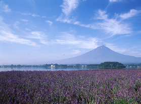 富士箱根3天玩透！這張週遊券超抵｜避坑實測✨