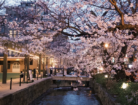 2026沖繩你不知道的秘密賞櫻地🌸