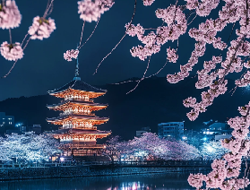 京都賞櫻指南🌸附3條經典路線，再吃個烤肉