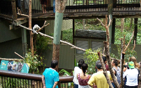 黃金海岸一日遊實測｜黛西山抱無尾熊+鵜鶘餵食超讚！🤩