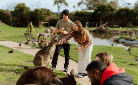 墨爾本一日遊實測！普芬比利蒸汽火車+企鵝歸巢超讚體驗🤩