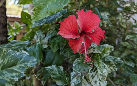 達爾文熱帶花園之旅實測｜私人花園+現採水果超讚🤩