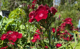 達爾文熱帶花園之旅｜3個避坑要點+總結分享🌿