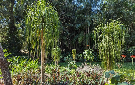 達爾文5小時熱帶花園導覽｜現場實測！樹上採水果+原住民植物知識超讚✨