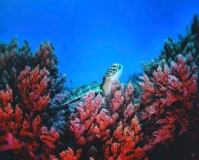 邦勞潛水進階實測✨PADI五星中心高級課5潛拿學分避坑