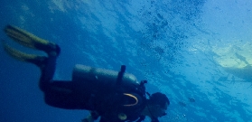 宿務初潛實測｜零經驗也能摸海龜！PADI五星中心超推💦