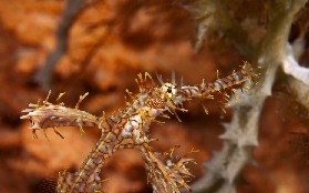 馬拉帕斯卡島潛水｜長尾鯊同遊全攻略！避坑指南看這篇🌊