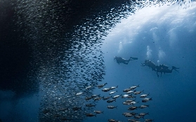 宿務潛水實測｜10歲就能考PADI OW？五星中心體驗全曝光✨