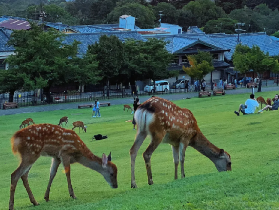 日本櫻花季大阪奈良一日遊｜預訂前必睇！避坑+選品超抵玩✨