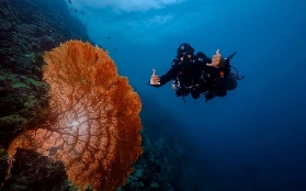 宿霧墨寶潛水實測｜PADI OW證3天拿！避坑指南看這篇✨