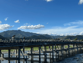 日本櫻花季實測｜伊豆箱根二日遊！觀海列車+河津櫻超讚💖