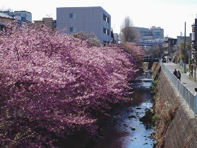 日本櫻花季伊豆箱根二日遊｜總結避坑+實用建議📝