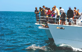 澳洲傑維斯灣海豚之旅｜1.5小時近距離看100+樽鼻海豚超讚🤩