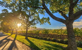 伯斯天鵝谷酒莊一日遊｜VIP小團避開人潮！隱藏精品酒莊+免費美食體驗✨