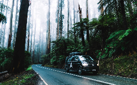 墨爾本菲利普島健行一日遊實測｜企鵝歸巢+無尾熊近距離接觸！超抵玩✨