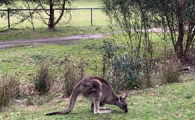 格蘭坪健行一日遊實測｜這3個體驗亮點讓我驚呼連連🤩