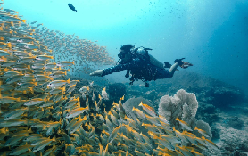 皮皮島潛水實測｜1教2員超安心！2次深潛遇見海龜珊瑚✨