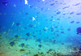 黃金海岸初學潛水初體驗｜0經驗也能見珊瑚+餵魚？超讚！🤿