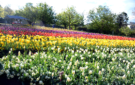 堪培拉花卉節一日遊實測｜13小時玩透4大亮點，避坑指南收好✨