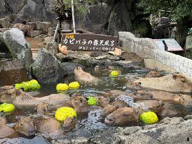 伊豆一日遊玩什麽？真實體驗：大室山+觀海列車+城崎海岸超讚！🥰