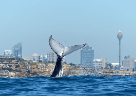 悉尼賞鯨超震撼！4小時遊船近距離看座頭鯨實測分享🐋
