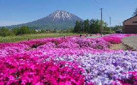 北海道花田一日遊實測｜芝櫻+郁金香+湖景美食超讚！🌸