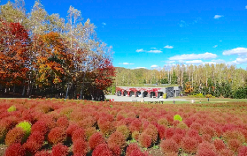 北海道一日遊選品必睇！秋櫻波波草+安藤大佛+BBQ全攻略✨