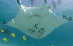 西澳珊瑚灣遇蝠鱝！潛水體驗實測｜避坑+預訂全攻略✨