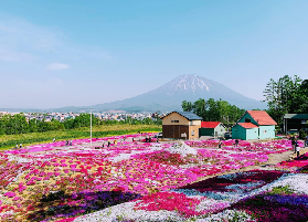 北海道一日賞花懶人包！札幌出發芝櫻+鬱金香+羊蹄山超讚✨