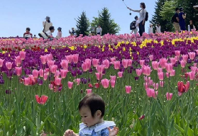 札幌一日賞芝櫻鬱金香！實測避坑+必吃必看✨