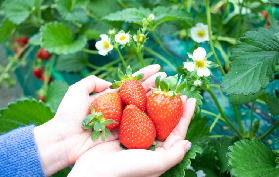 大阪出發姬路城賞櫻+摘草莓｜臺灣人實測！5個必註意細節💡