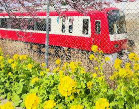 東京出發必試！三浦海岸櫻花祭一日遊實測｜預訂前3個必看重點✨