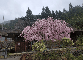 富士山芝櫻與採草莓之旅避坑指南｜5個必註意細節💡