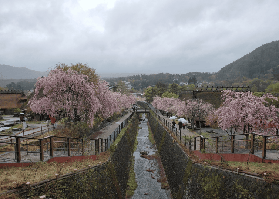 預訂富士山芝櫻採草莓之旅前必看！3個選品重點大公開🤩
