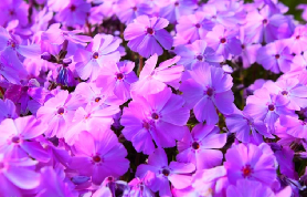富士山芝櫻+採草莓一日遊實測！新宿出發超抵玩✨