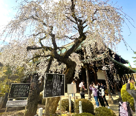 東京3D貓咪之旅攻略｜櫻花招財貓全體驗總結