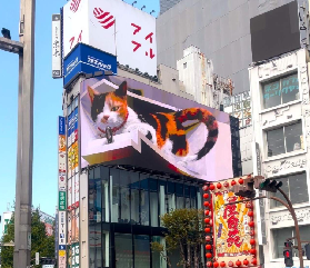 東京櫻花貓咪之旅實測！3D貓+招財貓寺超讚體驗🐱