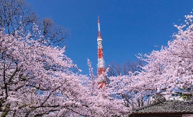 東京賞櫻一日遊實玩｜3大景點細節+花見體驗分享🌸