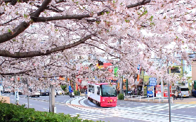 東京賞櫻一日遊實測｜3大景點點評+預訂避坑指南✨