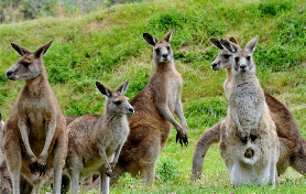 大洋路一日遊實測｜導遊沒說的隱藏體驗？親測超讚！