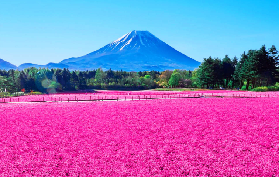 東京出發富士山一日遊｜預訂前必睇！4個選品亮點唔好錯過✨