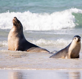 澳洲動物打卡地：與野生動物面對面的感動時刻