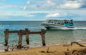 西澳隱藏版海上探險｜1.5小時與海豚海豹零距離！避坑實測✨