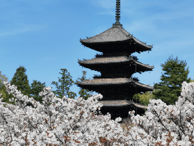 京都櫻花季一日遊｜背割堤+仁和寺禦室櫻實測，晚櫻秘境超讚✨