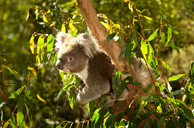 雅拉河谷一日遊實測｜野生動物+酒莊饗宴，這5個亮點別錯過✨