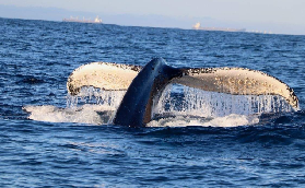 紐卡索賞鯨實測｜6-11月必沖！撞見座頭鯨躍海太震撼