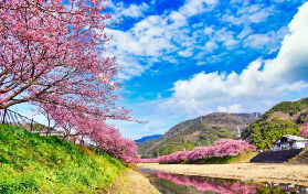 東京一日遊實測｜河津櫻+草莓吃到飽！這3個坑我幫你踩過了✨