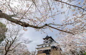 高遠城櫻花祭實測｜1500棵小彼岸櫻美到哭！犬山城攻略✨