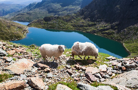 北威爾士一日遊懶人包｜斯諾多尼亞秘境+康威城堡 不踩雷攻略🇬🇧