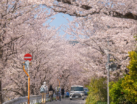 2026最新：日本最早的春天🌸伊豆賞櫻全攻略